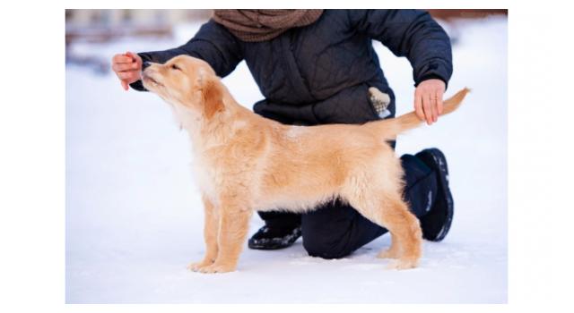 Щенки золотистого ретривера в питомнике Goldberry Щенки золотистого ретривера в питомнике Goldberry