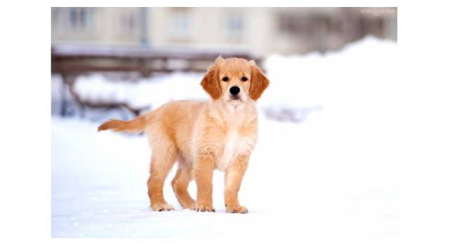 Щенки золотистого ретривера в питомнике Goldberry Щенки золотистого ретривера в питомнике Goldberry