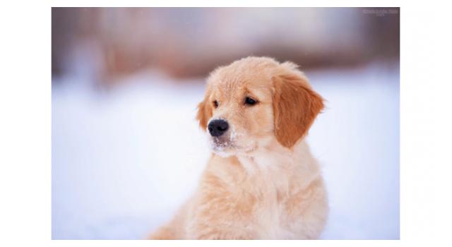 Щенки золотистого ретривера в питомнике Goldberry Щенки золотистого ретривера в питомнике Goldberry