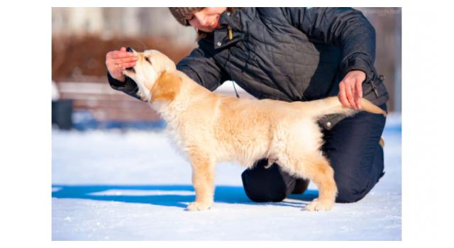 Щенки золотистого ретривера в питомнике Goldberry Щенки золотистого ретривера в питомнике Goldberry