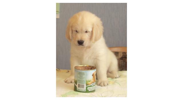 Щенки золотистого ретривера в питомнике Goldberry Щенки золотистого ретривера в питомнике Goldberry