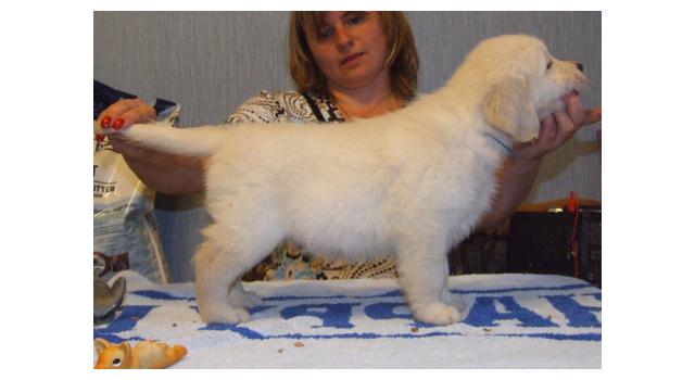 Щенки золотистого ретривера в питомнике Goldberry Щенки золотистого ретривера в питомнике Goldberry