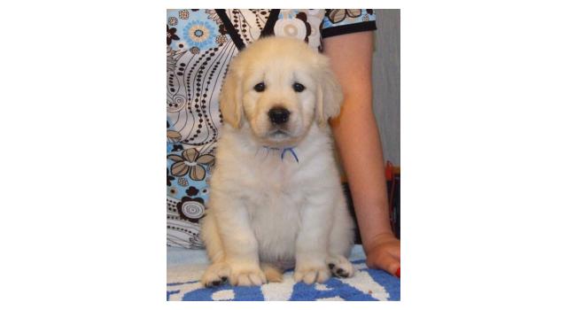 Щенки золотистого ретривера в питомнике Goldberry Щенки золотистого ретривера в питомнике Goldberry