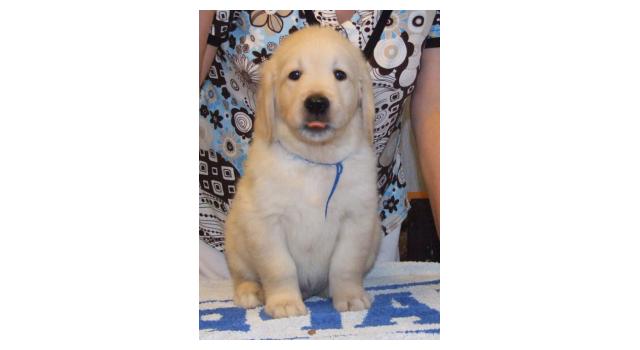 Щенки золотистого ретривера в питомнике Goldberry Щенки золотистого ретривера в питомнике Goldberry