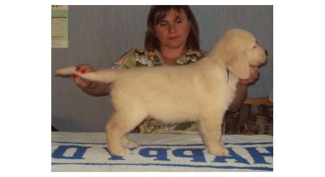 Щенки золотистого ретривера в питомнике Goldberry Щенки золотистого ретривера в питомнике Goldberry