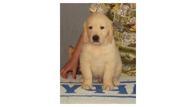 Щенки золотистого ретривера в питомнике Goldberry Щенки золотистого ретривера в питомнике Goldberry