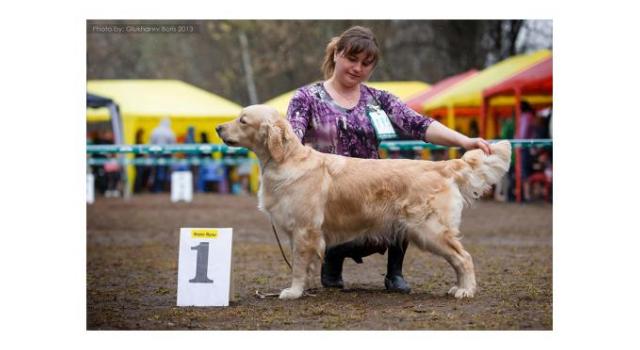 Щенки золотистого ретривера в питомнике Goldberry Щенки золотистого ретривера в питомнике Goldberry