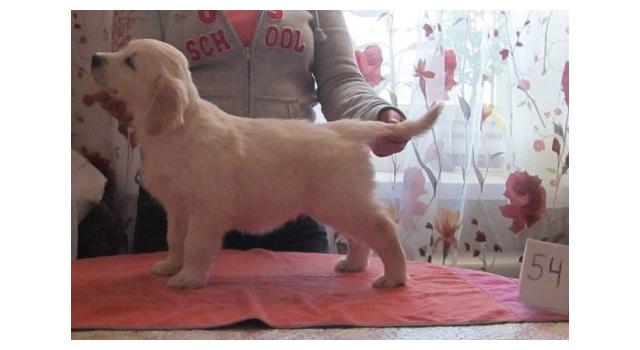 Щенки золотистого ретривера в питомнике Goldberry Щенки золотистого ретривера в питомнике Goldberry