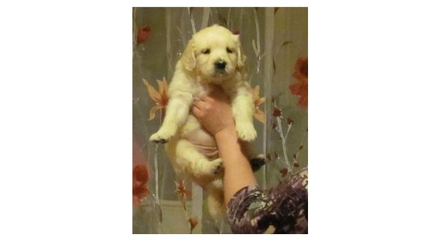 Щенки золотистого ретривера в питомнике Goldberry Щенки золотистого ретривера в питомнике Goldberry