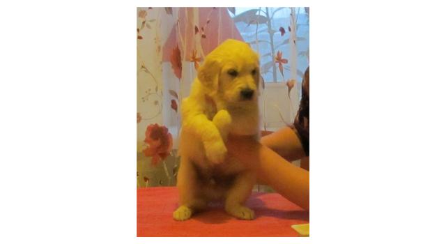 Щенки золотистого ретривера в питомнике Goldberry Щенки золотистого ретривера в питомнике Goldberry