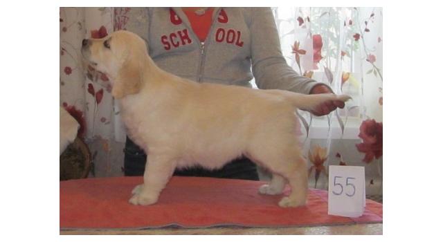 Щенки золотистого ретривера в питомнике Goldberry Щенки золотистого ретривера в питомнике Goldberry