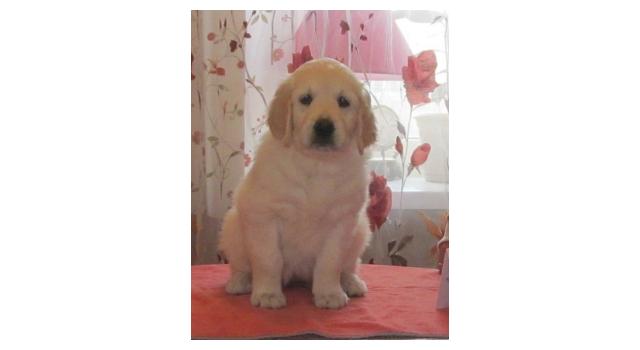 Щенки золотистого ретривера в питомнике Goldberry Щенки золотистого ретривера в питомнике Goldberry