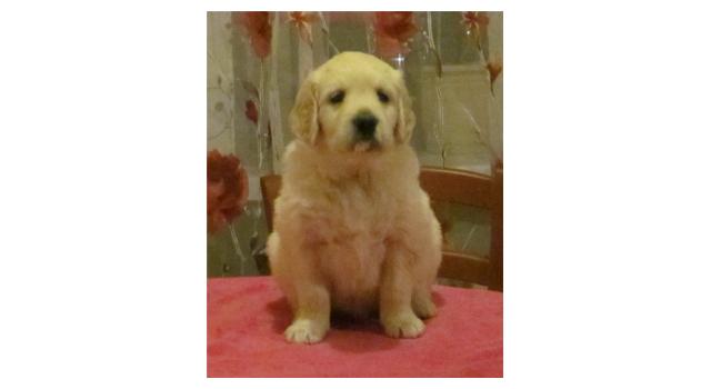 Щенки золотистого ретривера в питомнике Goldberry Щенки золотистого ретривера в питомнике Goldberry