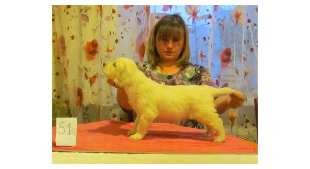 Щенки золотистого ретривера в питомнике Goldberry Щенки золотистого ретривера в питомнике Goldberry