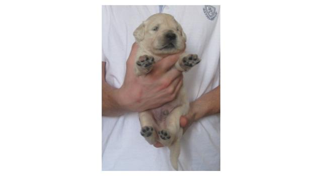 Щенки золотистого ретривера в питомнике Goldberry Щенки золотистого ретривера в питомнике Goldberry