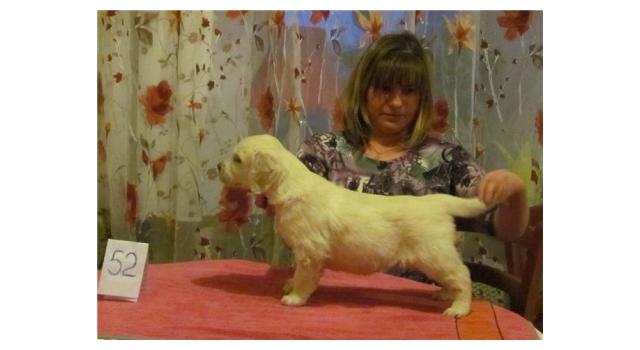 Щенки золотистого ретривера в питомнике Goldberry Щенки золотистого ретривера в питомнике Goldberry