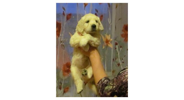 Щенки золотистого ретривера в питомнике Goldberry Щенки золотистого ретривера в питомнике Goldberry