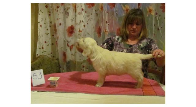 Щенки золотистого ретривера в питомнике Goldberry Щенки золотистого ретривера в питомнике Goldberry