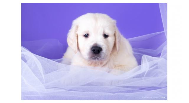 Щенки золотистого ретривера в питомнике Goldberry Щенки золотистого ретривера в питомнике Goldberry