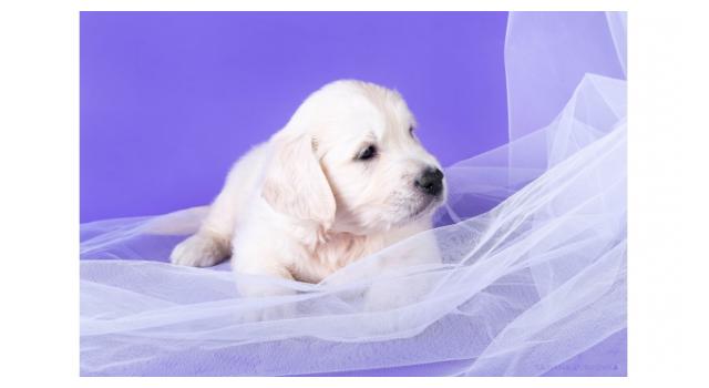 Щенки золотистого ретривера в питомнике Goldberry Щенки золотистого ретривера в питомнике Goldberry