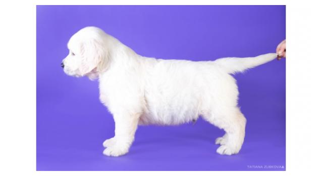 Щенки золотистого ретривера в питомнике Goldberry Щенки золотистого ретривера в питомнике Goldberry