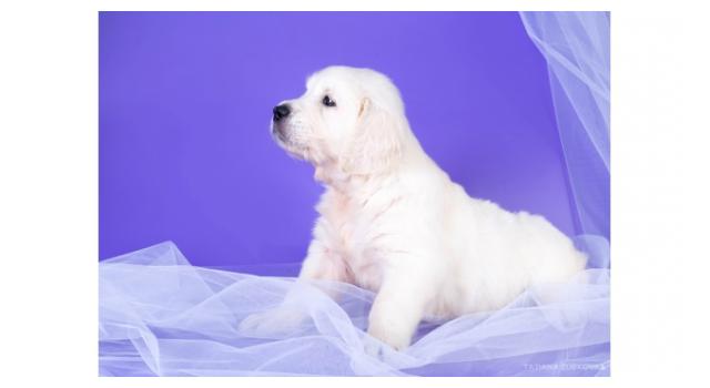 Щенки золотистого ретривера в питомнике Goldberry Щенки золотистого ретривера в питомнике Goldberry