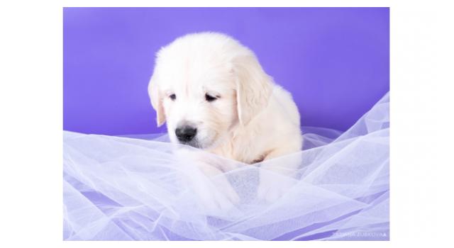 Щенки золотистого ретривера в питомнике Goldberry Щенки золотистого ретривера в питомнике Goldberry