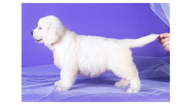 Щенки золотистого ретривера в питомнике Goldberry Щенки золотистого ретривера в питомнике Goldberry