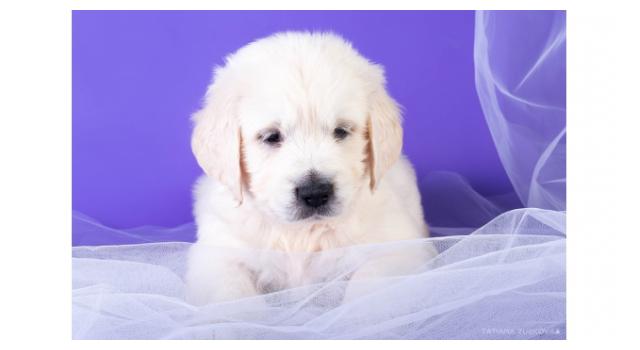 Щенки золотистого ретривера в питомнике Goldberry Щенки золотистого ретривера в питомнике Goldberry