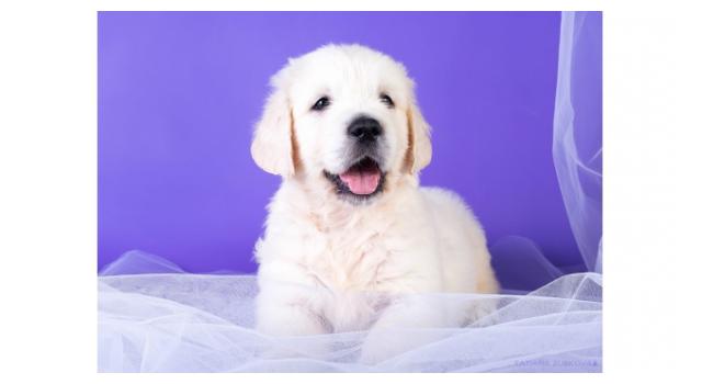 Щенки золотистого ретривера в питомнике Goldberry Щенки золотистого ретривера в питомнике Goldberry