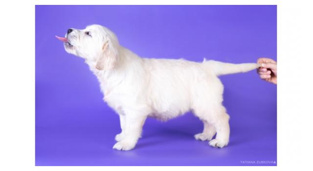 Щенки золотистого ретривера в питомнике Goldberry Щенки золотистого ретривера в питомнике Goldberry