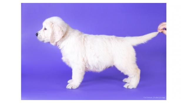 Щенки золотистого ретривера в питомнике Goldberry Щенки золотистого ретривера в питомнике Goldberry