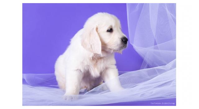 Щенки золотистого ретривера в питомнике Goldberry Щенки золотистого ретривера в питомнике Goldberry