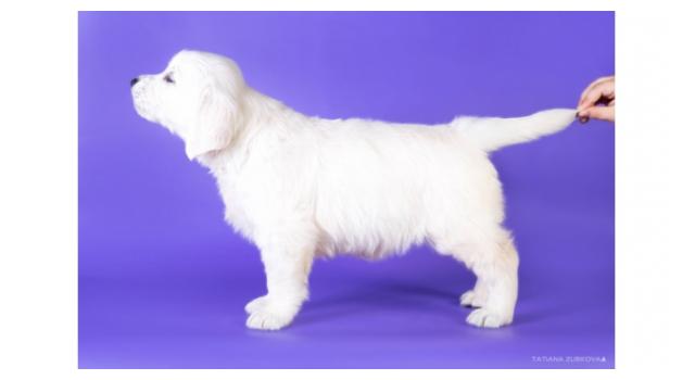 Щенки золотистого ретривера в питомнике Goldberry Щенки золотистого ретривера в питомнике Goldberry