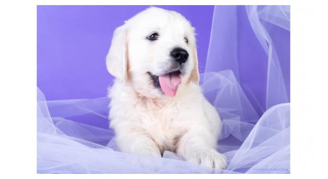 Щенки золотистого ретривера в питомнике Goldberry Щенки золотистого ретривера в питомнике Goldberry