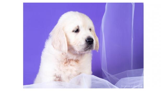 Щенки золотистого ретривера в питомнике Goldberry Щенки золотистого ретривера в питомнике Goldberry