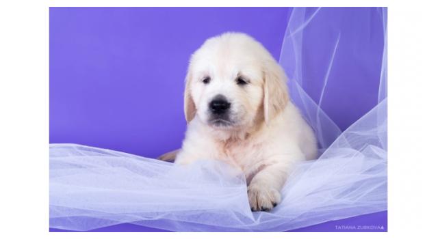 Щенки золотистого ретривера в питомнике Goldberry Щенки золотистого ретривера в питомнике Goldberry