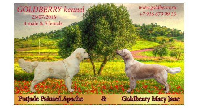 Щенки в питомнике Goldberry