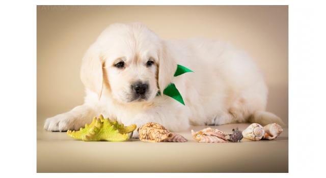 Щенки золотистого ретривера в питомнике Goldberry Щенки золотистого ретривера в питомнике Goldberry