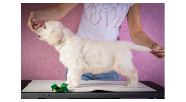 Щенки золотистого ретривера в питомнике Goldberry Щенки золотистого ретривера в питомнике Goldberry