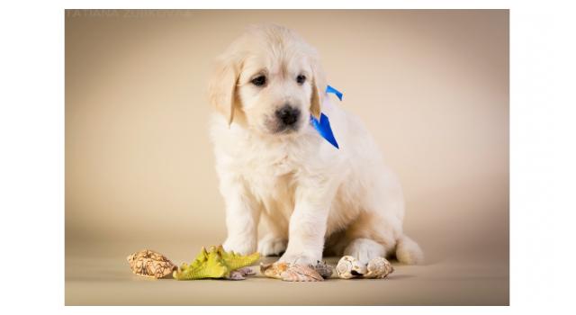 Щенки золотистого ретривера в питомнике Goldberry Щенки золотистого ретривера в питомнике Goldberry