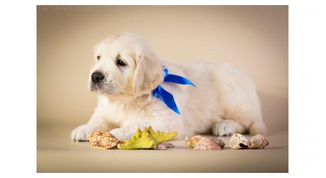 Щенки золотистого ретривера в питомнике Goldberry Щенки золотистого ретривера в питомнике Goldberry