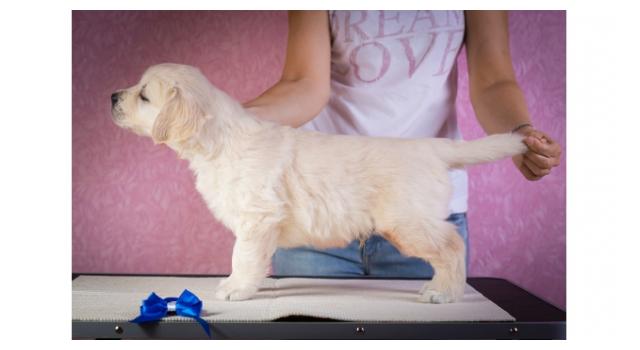 Щенки золотистого ретривера в питомнике Goldberry Щенки золотистого ретривера в питомнике Goldberry