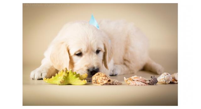 Щенки золотистого ретривера в питомнике Goldberry Щенки золотистого ретривера в питомнике Goldberry