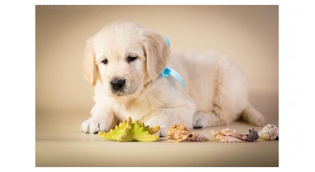 Щенки золотистого ретривера в питомнике Goldberry Щенки золотистого ретривера в питомнике Goldberry