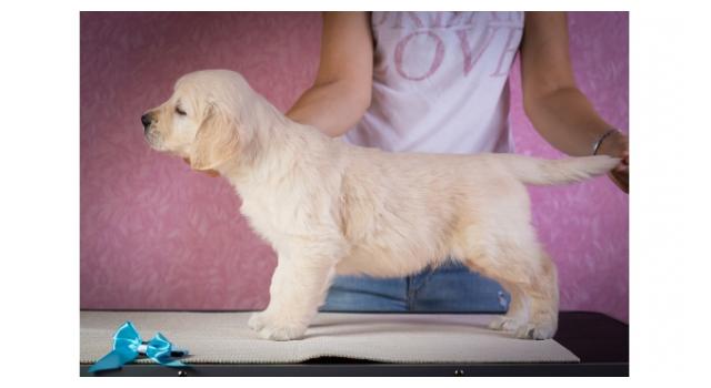 Щенки золотистого ретривера в питомнике Goldberry Щенки золотистого ретривера в питомнике Goldberry