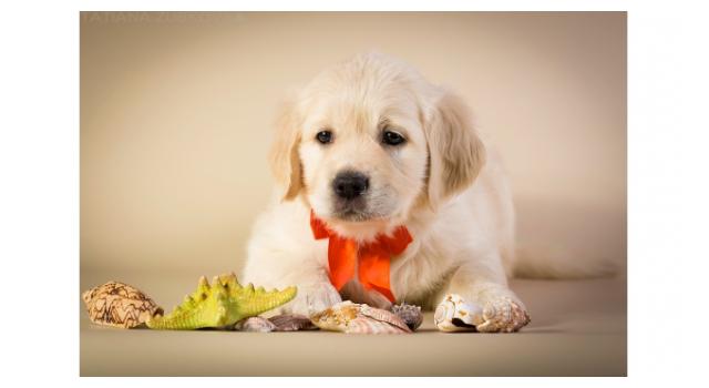 Щенки золотистого ретривера в питомнике Goldberry Щенки золотистого ретривера в питомнике Goldberry