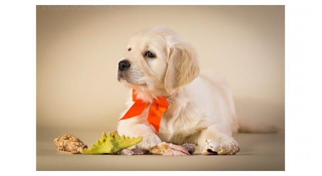 Щенки золотистого ретривера в питомнике Goldberry Щенки золотистого ретривера в питомнике Goldberry