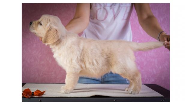 Щенки золотистого ретривера в питомнике Goldberry Щенки золотистого ретривера в питомнике Goldberry