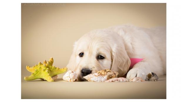 Щенки золотистого ретривера в питомнике Goldberry Щенки золотистого ретривера в питомнике Goldberry